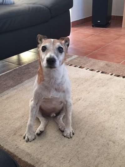 euer ältester Hund ?-Beitrag-Bild