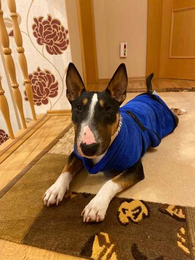 Miniatur Bull Terrier-Beitrag-Bild