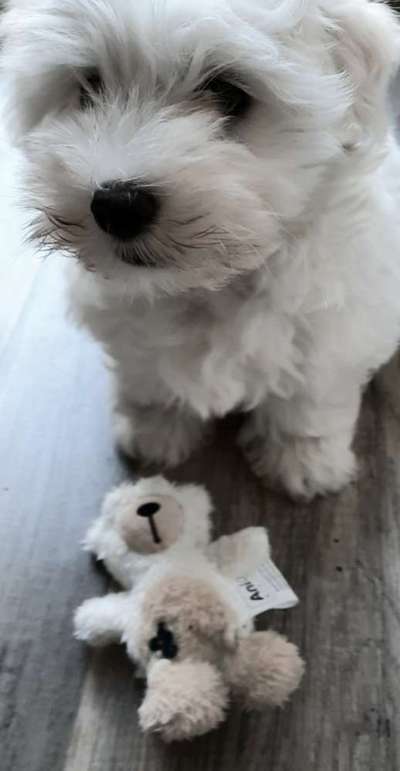 Zeig dein Hund mit seinem Lieblingsspielzeug-Beitrag-Bild