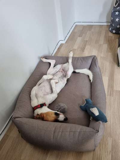 TierschutzhundeStammtisch🐕-Beitrag-Bild