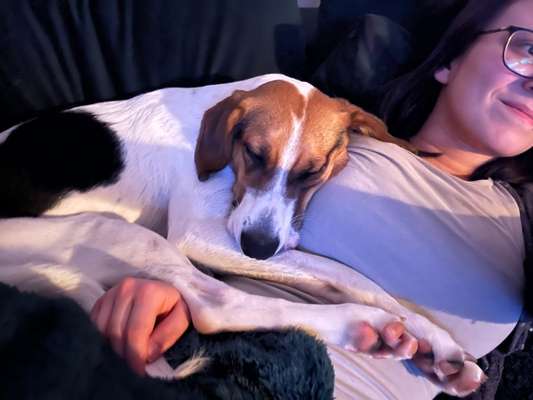 Podenco-Mix in NRW-Beitrag-Bild