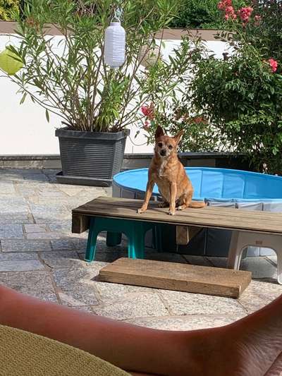 Prager Rattler-Beitrag-Bild