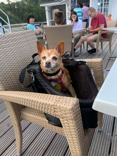 Unsere Fellnasen im Regenbogenland-Beitrag-Bild