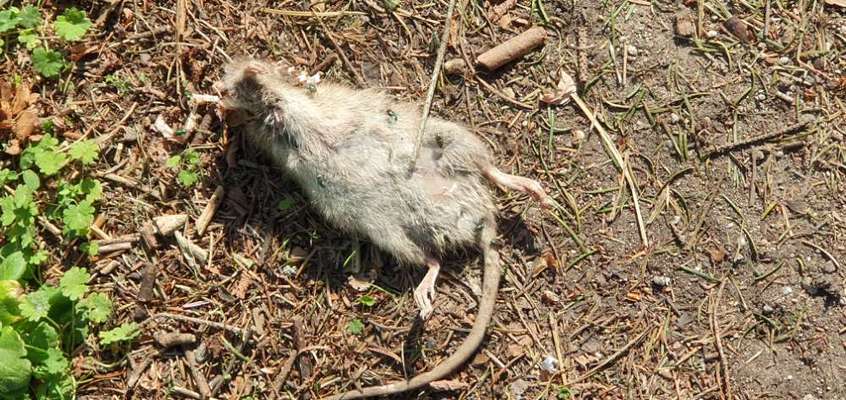 Giftköder-Tote Ratten mit Gift-Bild