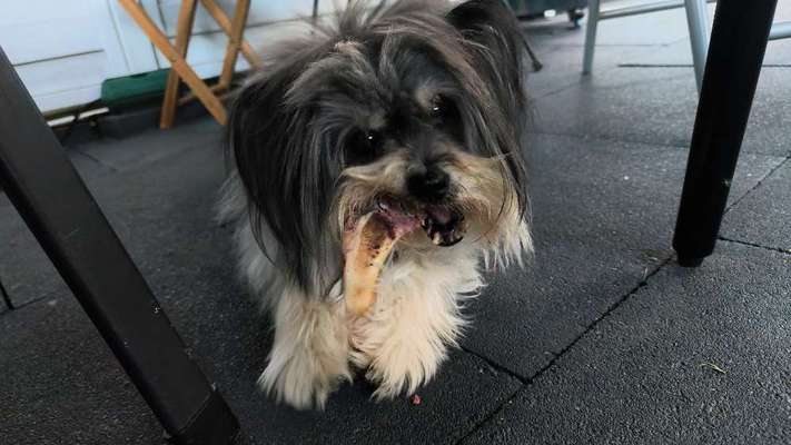 Hundetreffen-Gassirunden-Bild