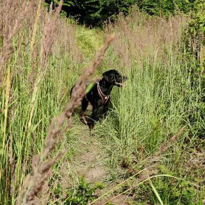 Hundetreffen-Gassi-Runde & ggf. gegenseitiges Aufpassen-Bild