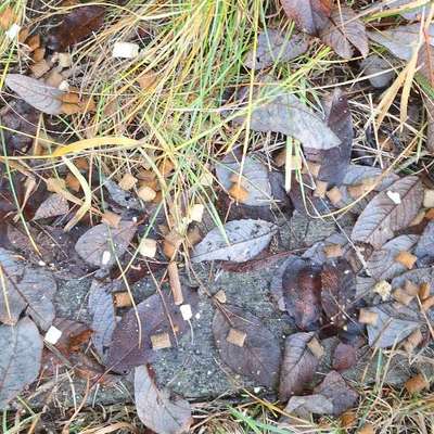 Giftköder-Verdacht Giftköder-Bild