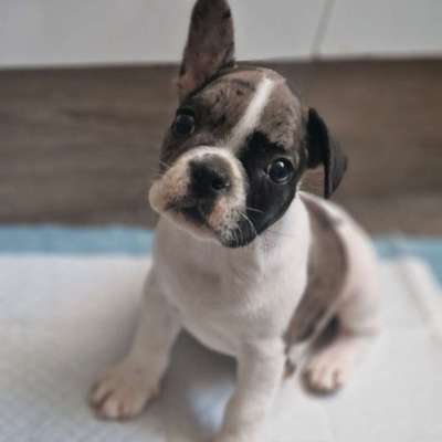 Hundetreffen-Welpentreff-Bild