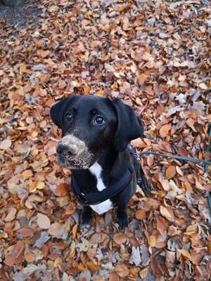 Hundetreffen-Gassirunde-Bild