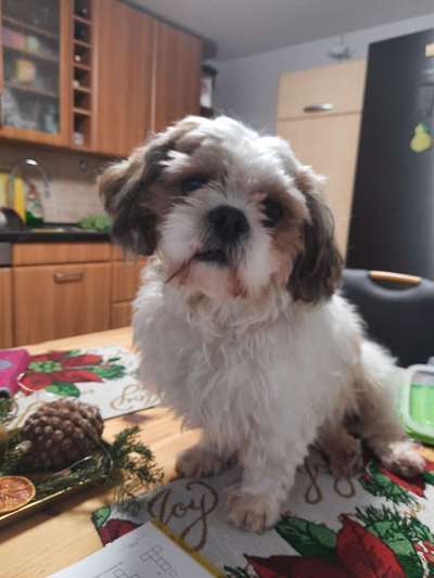 Shih Tzu von Jung bis Senioren-Beitrag-Bild