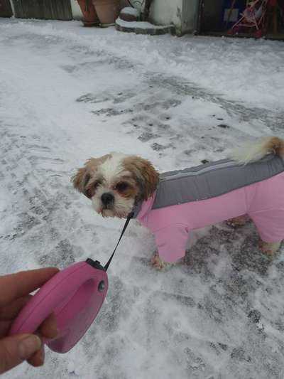 Shih Tzu von Jung bis Senioren-Beitrag-Bild