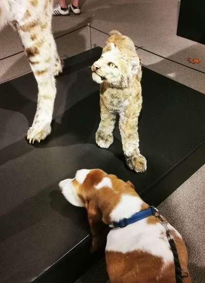 Hunde im Kino – Eure Meinung?-Beitrag-Bild