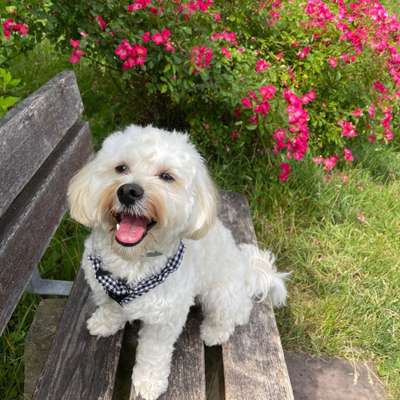 Hundetreffen-Trainingspartner gesucht-Bild