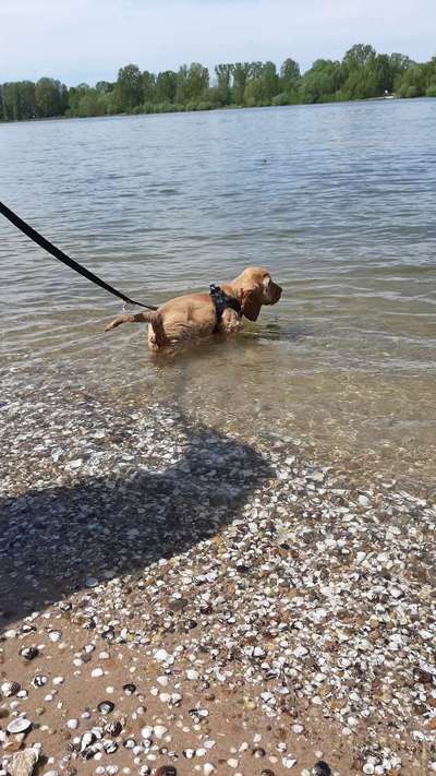 Dogorama-Monats-Challenge-Mai "Wasser"-Beitrag-Bild