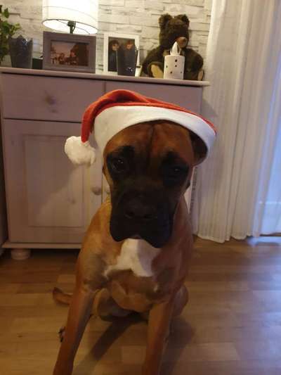 Dogorama Photo Challenge - Tre Chic!-Beitrag-Bild