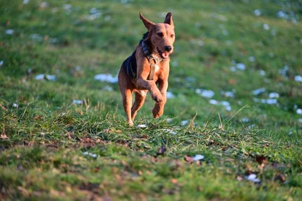 Hunde aus dem Tierschutz: Bulgarien-Beitrag-Bild