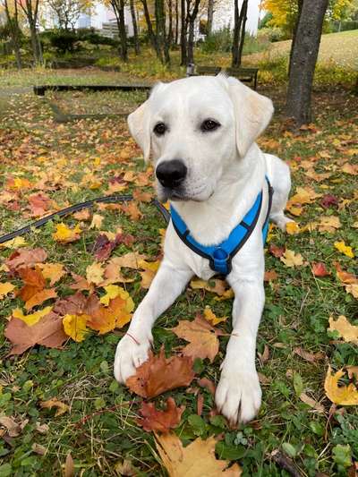 Welpenfotos-Beitrag-Bild