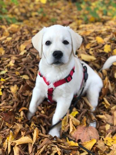 Welpenfotos-Beitrag-Bild