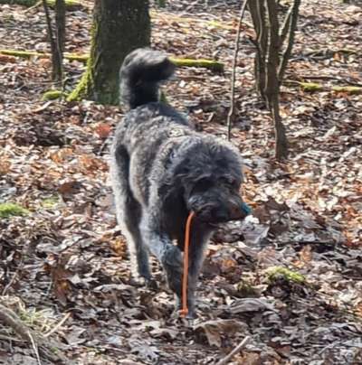 Labradorfans-Beitrag-Bild