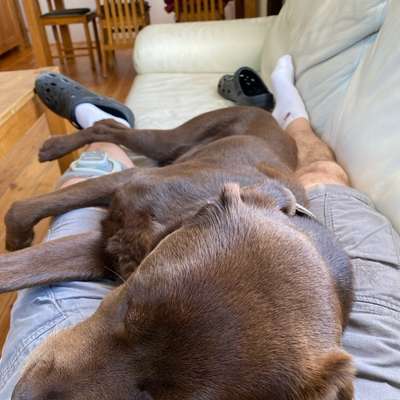 Sofa mit Hund, welches Material?-Beitrag-Bild
