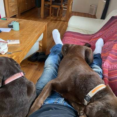 Hundetreffen-Wer hat Lust auf einen Spaziergang, aber bitte nur in der Nähe von Geithain-Bild