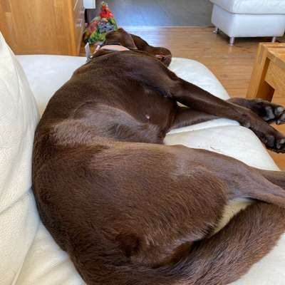 Sofa mit Hund, welches Material?-Beitrag-Bild
