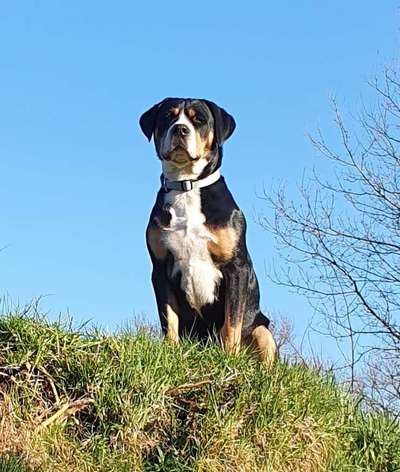 Schweizer Sennenhunde-Beitrag-Bild