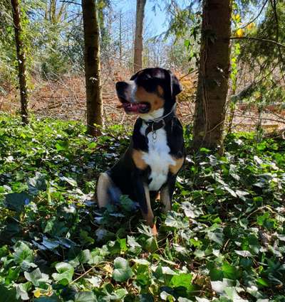 Dogorama Photo Challenge - Schattiges Plätzchen-Beitrag-Bild