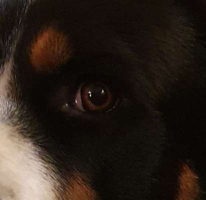 Dogorama Photo Challenge - Details Ganz nah-Beitrag-Bild