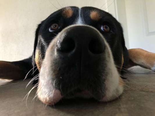 42. Handy Fotochallenge - Den richtigen Riecher haben-Beitrag-Bild