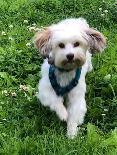 Havaneser dabei?:)-Beitrag-Bild