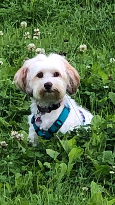 Havaneser dabei?:)-Beitrag-Bild