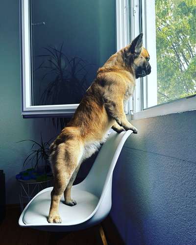 Französische Bulldoggen-Beitrag-Bild