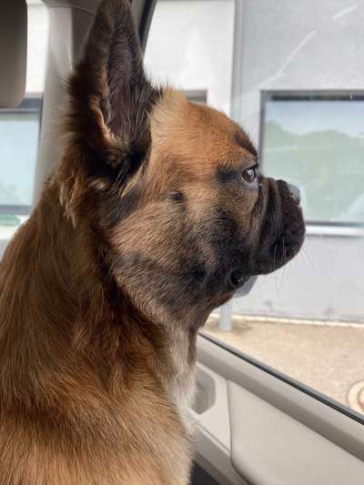 Französische Bulldoggen-Beitrag-Bild