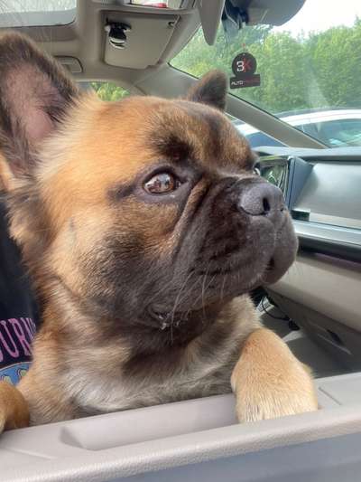 Französische Bulldoggen-Beitrag-Bild