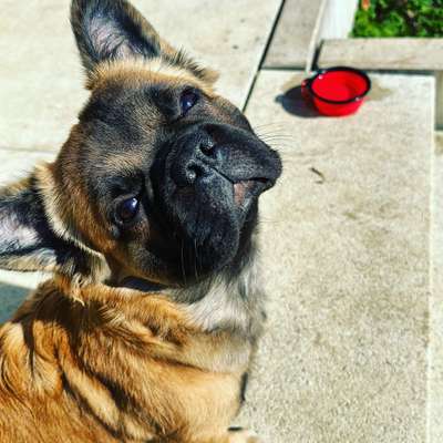 Französische Bulldoggen-Beitrag-Bild