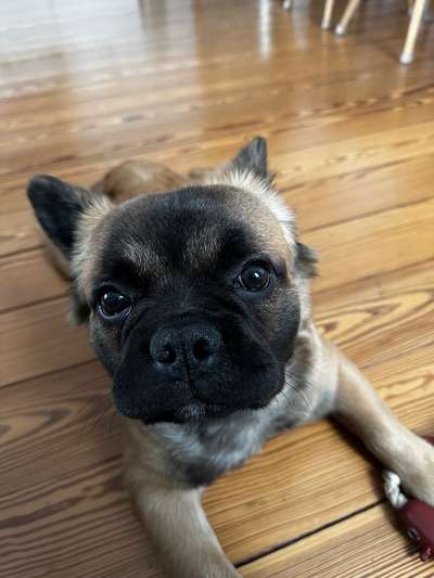 Französische Bulldoggen-Beitrag-Bild