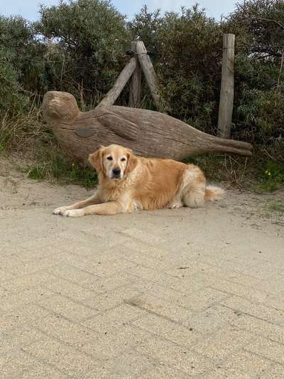 Wo sind die Golden Retriever Liebhaber?-Beitrag-Bild