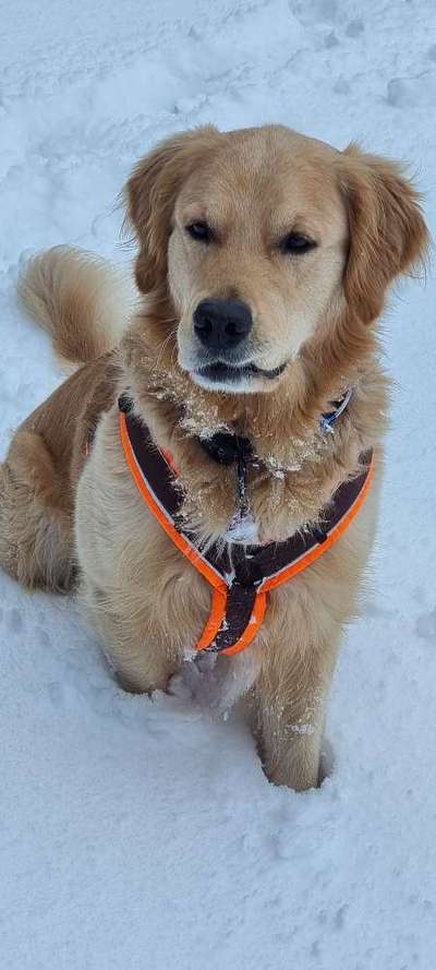 Hunderunde-Beitrag-Bild