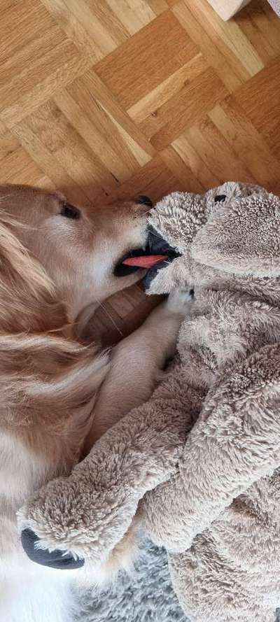 Dogorama Photo Challenge - Lieblingsspielzeug!-Beitrag-Bild