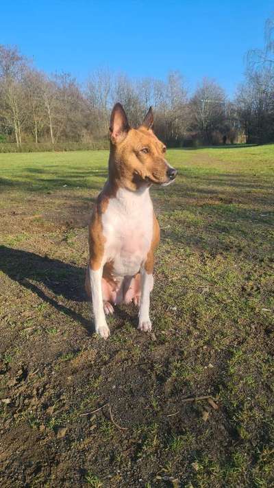 Reinrassige Hunde?-Beitrag-Bild