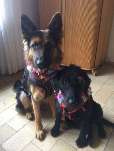 eure Spitznamen für die Vierbeiner-Beitrag-Bild