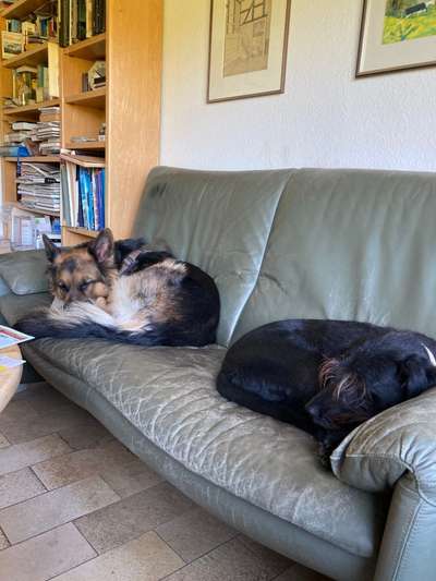 🐾Vermenschlichung🐾-Beitrag-Bild