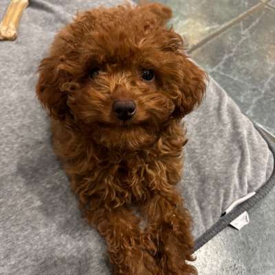 Hundetreffen-Welpen-Treffen gesucht – Raum Salzkotten-Bild