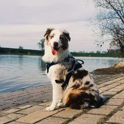 Hundetreffen-Gassi Runde an der Weser, zwischen Feldern und Wiesen-Bild