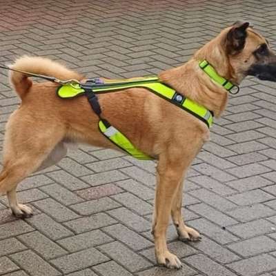 Hundetreffen-Mantrailing-Bild