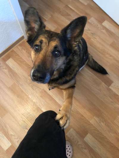 Die besten Hundeblicke 🐾❤️-Beitrag-Bild