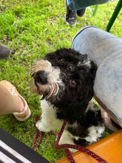 Hundetreffen-Regelmäßige Gassirunden-Bild