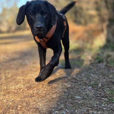 Hundetreffen-Spielfreunde in Brühl-Bild