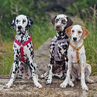 Hundetreffen-Spaziergang und Spielen-Bild